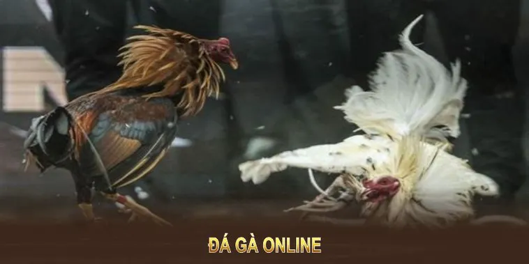 Bí Quyết Chơi Đá Gà WS168 Tại DAGA Để Thắng Lớn Dễ Dàng Hấp Dẫn