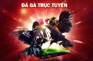 Bí Quyết Thắng Lớn Với Đá Gà 3D Tại DAGA Hấp Dẫn Nhất